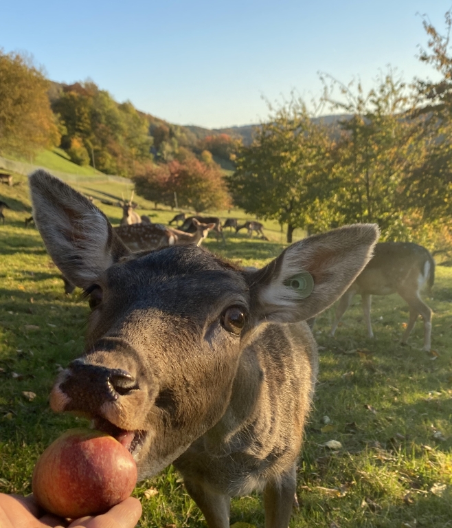 Hirschkuh holt Apfel